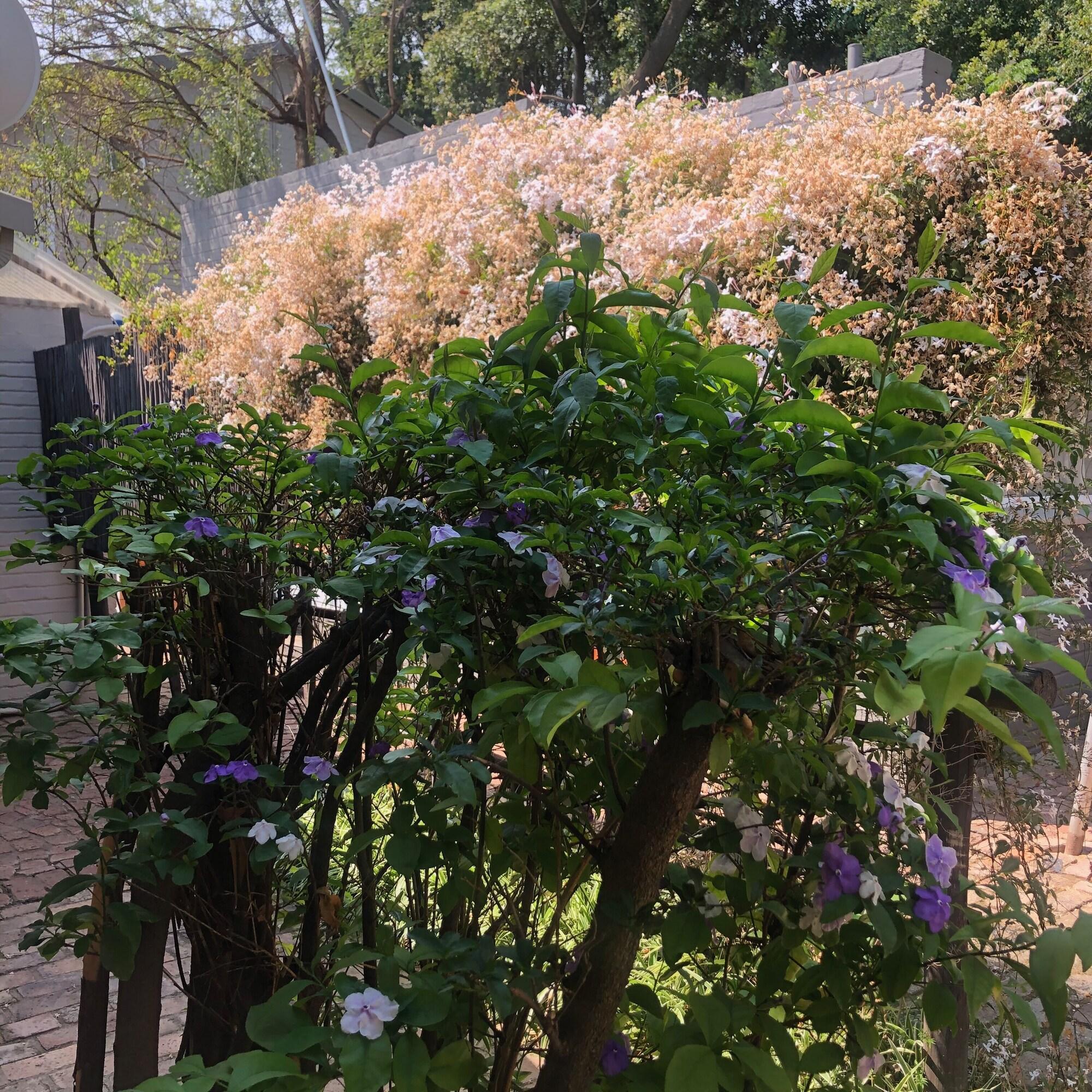 The Haystack On Homestead Johannesburg Ngoại thất bức ảnh